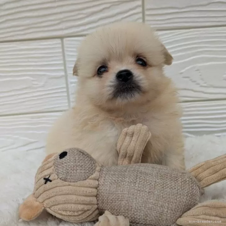 ID:2411-03895の子犬