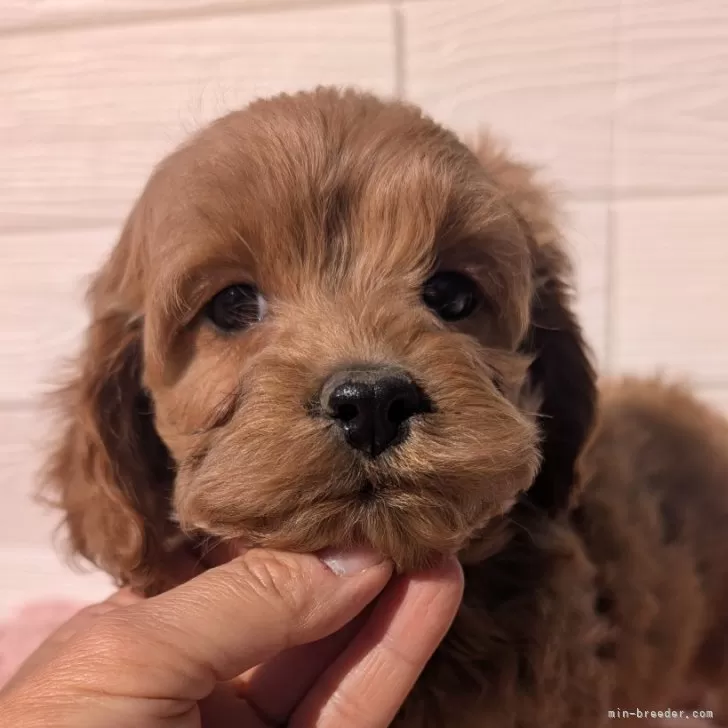 ID:2501-05336の子犬