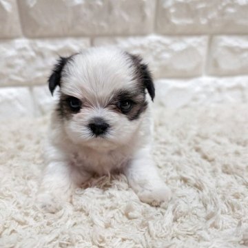 ミックス(マルチーズ×シーズー)【宮崎県・男の子・2025年6月14日・パーティーカラー】の写真「🐶まるまる可愛い男の子🐶」