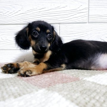 ミックス(ダックスフンド×ミックス)【宮崎県・女の子・2025年8月12日・ブラックタン】の写真「元気いっぱい可愛い女の子💕」