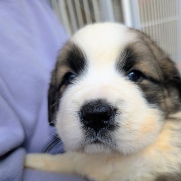 ミックス(バーニーズ・マウンテン・ドッグ×セントバーナード)【宮崎県・女の子・2025年10月31日・ブラウン&ホワイト】の写真「超大型MIX」