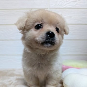 ミックス(ポメラニアン×ミックス)【宮崎県・男の子・2025年10月22日・ピュアクリーム】の写真「個性的なお顔です」