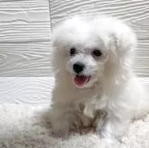 ビションフリーゼ【宮崎県・男の子・2025年1月3日・ホワイト】の写真1