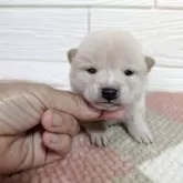 豆柴