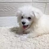 ビションフリーゼ【宮崎県・男の子・2025年1月3日・ホワイト】の写真2