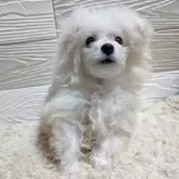 ビションフリーゼ【宮崎県・男の子・2025年1月3日・ホワイト】の写真4