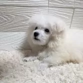 ビションフリーゼ【宮崎県・男の子・2025年1月3日・ホワイト】の写真5