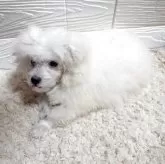 ビションフリーゼ【宮崎県・男の子・2025年1月3日・ホワイト】の写真6