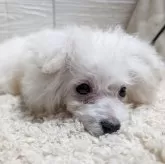 ビションフリーゼ【宮崎県・男の子・2025年1月3日・ホワイト】の写真8