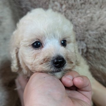 トイプードル(トイ)【宮崎県・女の子・2024年7月9日・ピュアクリーム】の写真「毛量抜群✨人懐っこいキュートな女の子💕」