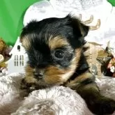 ヨークシャーテリア【兵庫県・女の子・2025年9月30日・スティールブルータン】の写真10