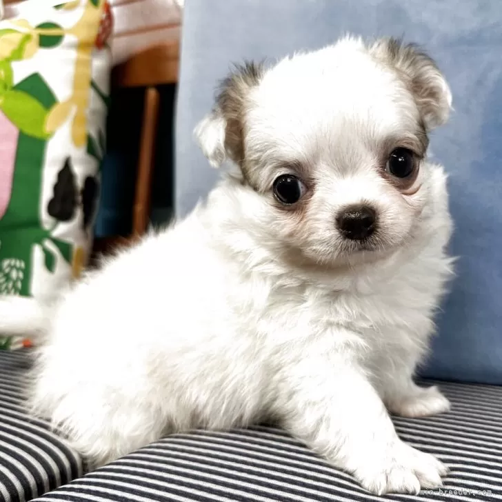 ID：2507-05120の子犬