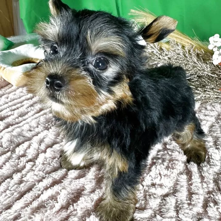 ID：2506-03276の子犬