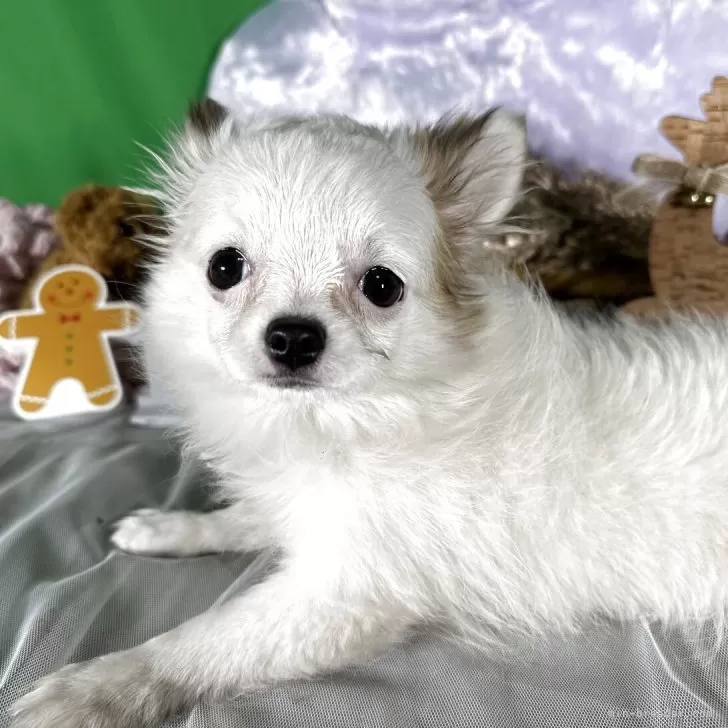 チワワ(ロング)【兵庫県・女の子・2025年8月12日・ホワイトレッド】の写真1「。」