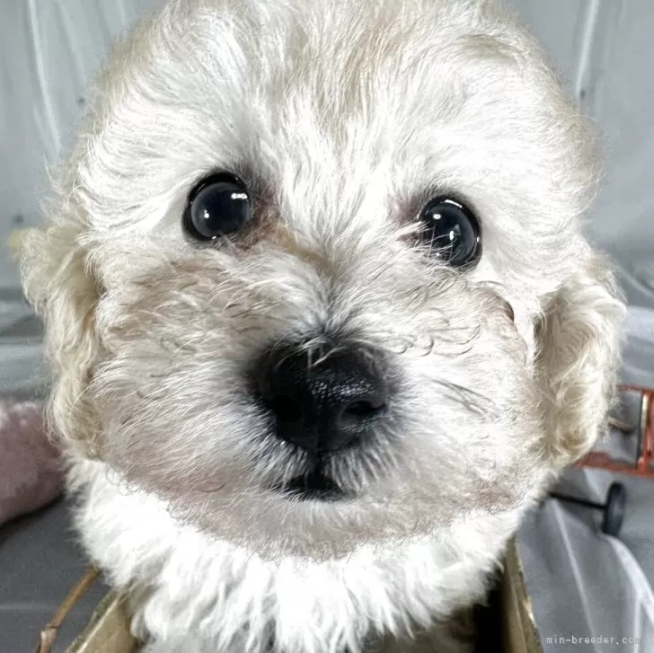 ID：2509-02403の子犬