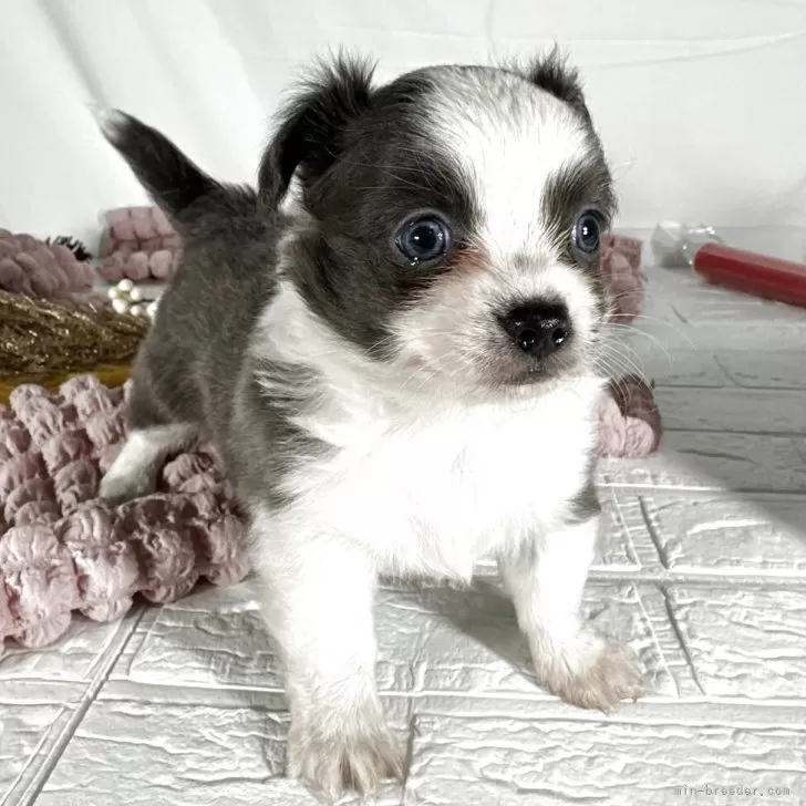 ID：2505-00309の子犬