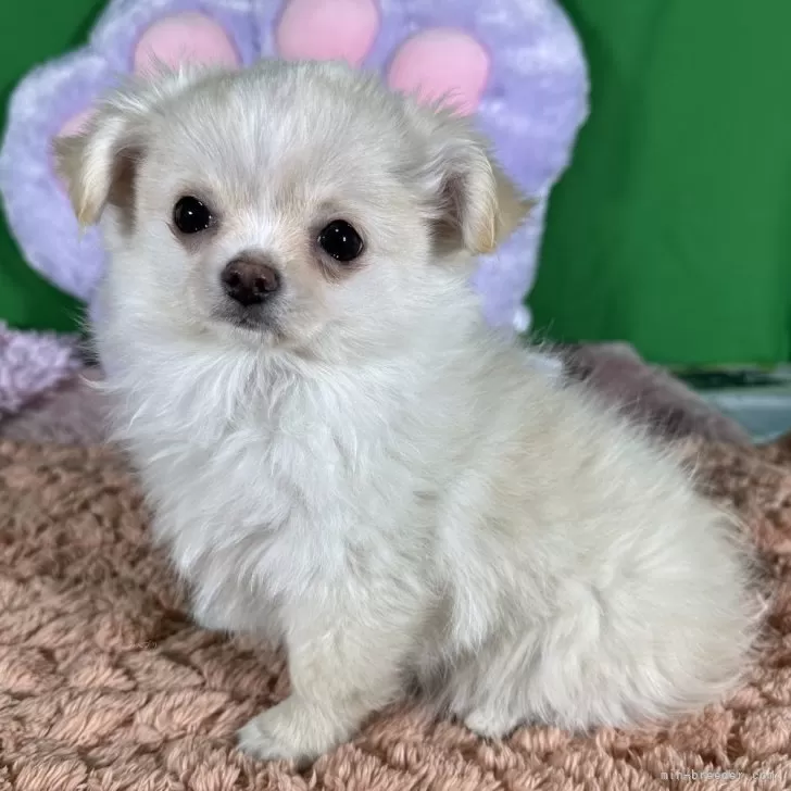 ID:2410-07929の子犬