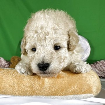 タイニープードル【兵庫県・男の子・2025年10月12日・ペールフォン】の写真「穏やかな表情の男の子」