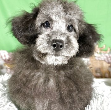 トイプードル(タイニー)【兵庫県・男の子・2025年7月11日・グレー シルバー】の写真「毛量豊かな男の子、お顔短いです。」