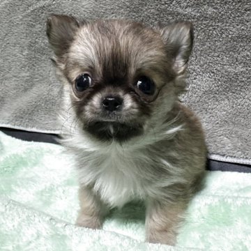 チワワ(ロング)【兵庫県・男の子・2025年10月13日・レッド】の写真「極小サイズの男の子」