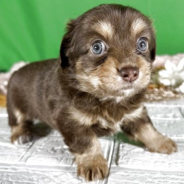 チワックス(チワワ×ダックスフンド)【兵庫県・女の子・2025年4月28日・チョコイエロー】の写真「元気な甘えん坊」