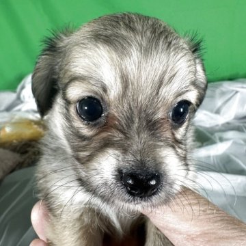 チワックス(チワワ×ダックスフンド)【兵庫県・男の子・2025年9月20日・イエローセーブル】の写真「美しい毛色」