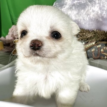 チワワ(ロング)【兵庫県・男の子・2025年10月13日・ホワイト&クリーム】の写真「毛量豊かで目の大きな男の子」