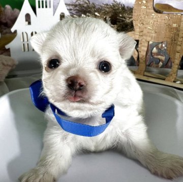 チワワ(ロング)【兵庫県・男の子・2025年10月13日・ホワイト&クリーム】の写真「目の大きな男の子」