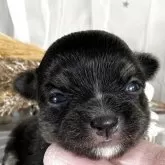 チワワ(ロング)