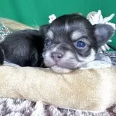 チワワ(ロング)