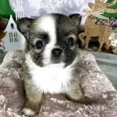 チワワ(ロング)