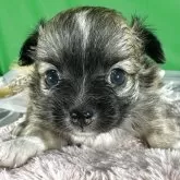 チワワ(ロング)