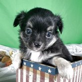 チワワ(ロング)