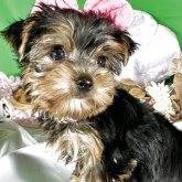 ヨークシャーテリア