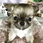 チワワ(ロング)