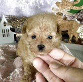 トイプードル(ティーカップ)