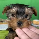 ヨークシャーテリア【兵庫県・女の子・2025年2月10日・スティールブルータン】の写真1