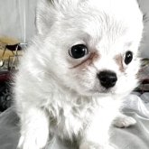 チワワ(ロング)