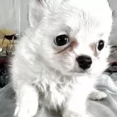 チワワ(ロング)