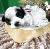 チワワ(ロング)