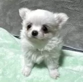 チワワ(ロング)