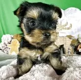 ヨークシャーテリア【兵庫県・女の子・2025年9月30日・スティールブルータン】の写真1「小柄で目の大きな女の子。」