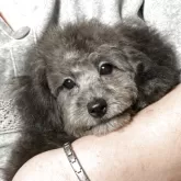 タイニープードル