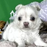 チワワ(ロング)