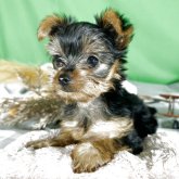 ヨークシャーテリア