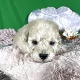 ティーカッププードル