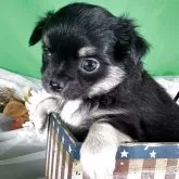 チワワ(ロング)【兵庫県・女の子・2025年9月27日・ブラッククリーム】の写真2