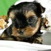 ヨークシャーテリア【兵庫県・女の子・2025年9月30日・スティールブルータン】の写真2