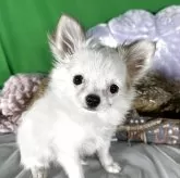 チワワ(ロング)【兵庫県・女の子・2025年8月12日・ホワイトレッド】の写真4