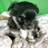 チワワ(ロング)【兵庫県・女の子・2025年9月27日・ブラッククリーム】の写真5